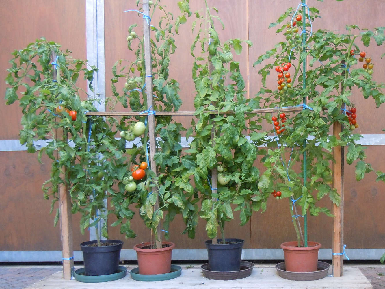 vier Tomatensorten in Töpfen