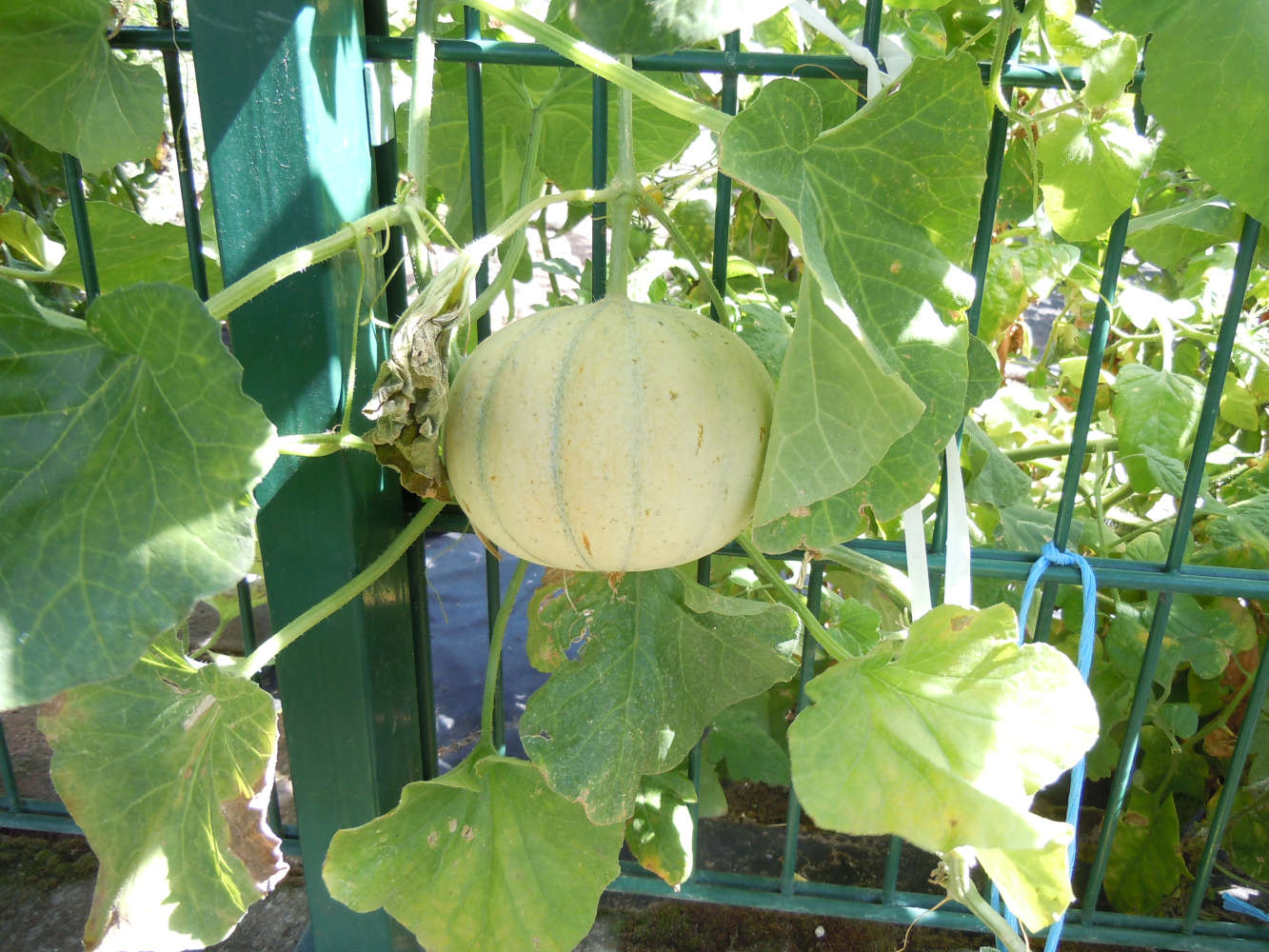Melonen am Gartenzaun
