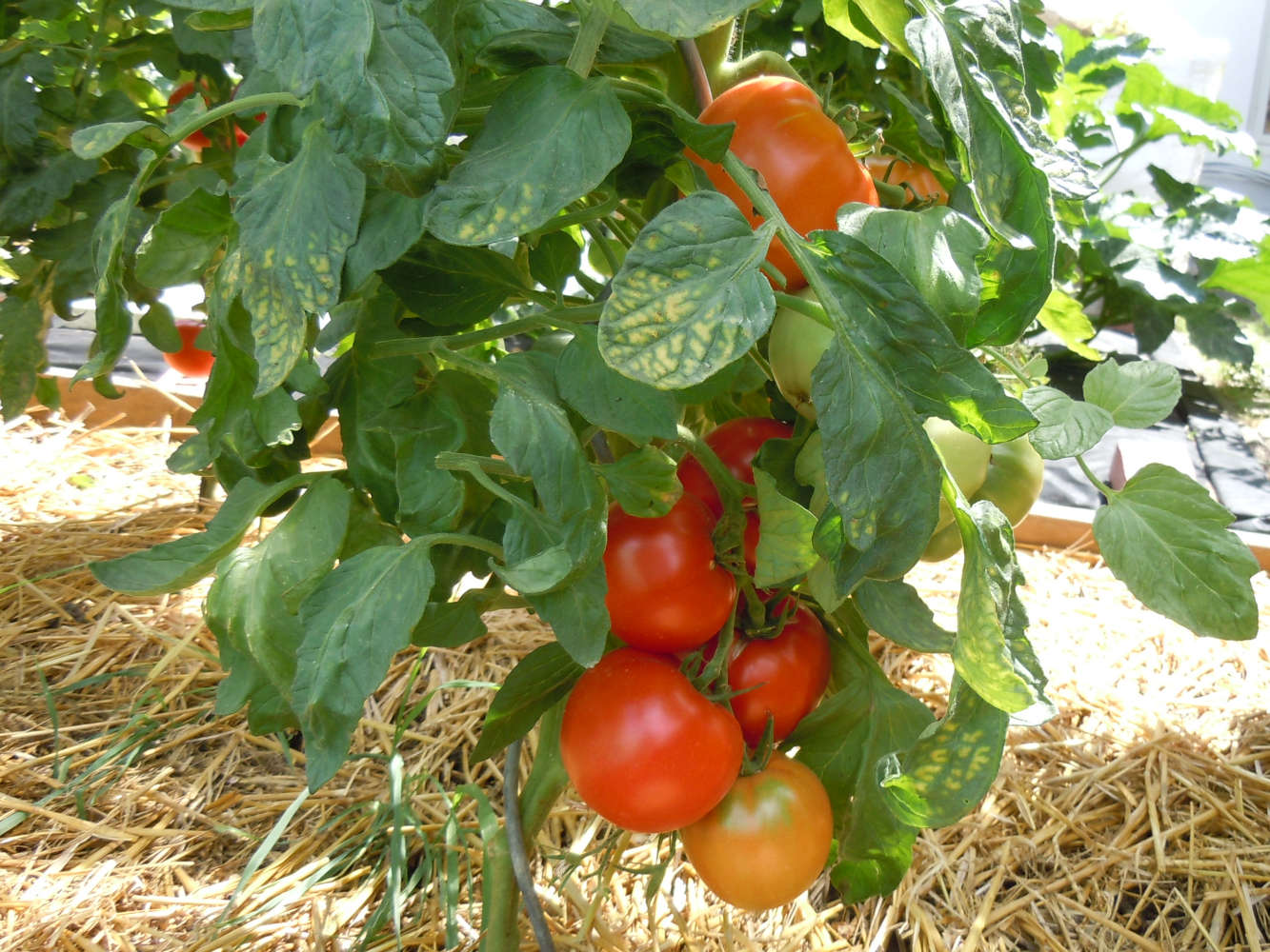 Unser Tomatenbeet